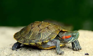 乌龟长期在水里泡着会死吗