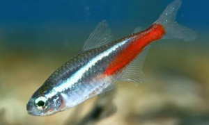 红绿灯鱼的繁殖