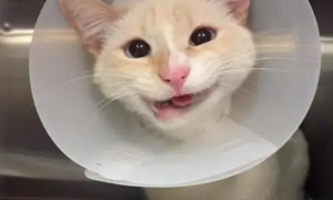 流浪汉送发生车祸的流浪猫去医院被拒，好心人帮忙，收养歪嘴猫