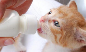 幼猫能喝纯牛奶吗