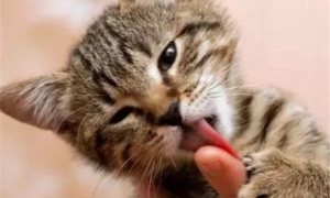 为什么猫咪会舔主人的手并且咬