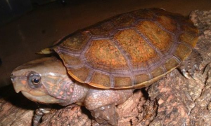 平胸龟科的主要特征