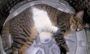 猫咪在洗衣机中睡觉，不料被倒入的洗衣粉给惊醒，猫：你完了