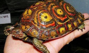 洪都拉斯油彩木纹龟
