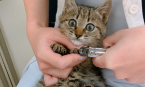 小猫多大可以剪指甲