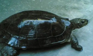 缅甸黑山龟风水