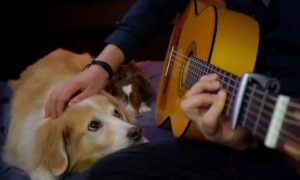 音乐是最好的疗伤药！男子用吉他和歌声疗愈狗狗们的身体与心灵