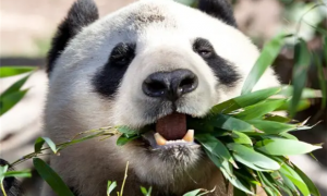 你知道大熊猫寿命有多久吗？