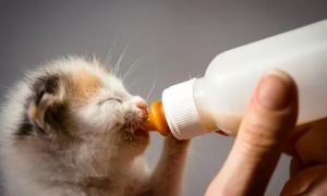 幼猫可以喝什么奶应急