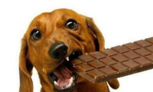 为什么狗不能吃巧克力呢