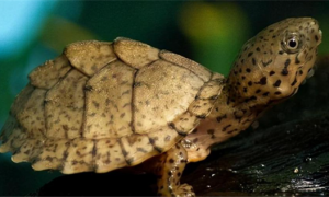 巨头麝香龟是保护动物吗