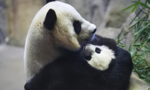 大熊猫生存能力其实很弱！生孩子难吃东西也难，怎么还没灭绝？