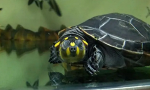 什么龟可以放在深水鱼缸里养