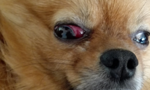 小狗眼睛红红的是怎么回事