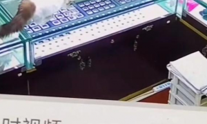 上海一珠宝店钻石误被猫咪吞食，店员：老板戴手套取出