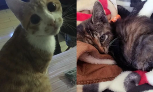 两猫一起长大，体型却差了不止一倍，橘猫：怪我太能吃了？