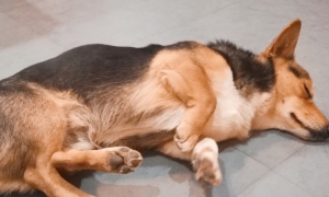 狗睡觉的时候身体抽搐是为什么