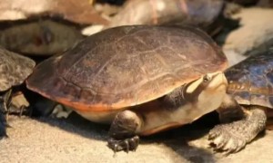红腹圆澳龟最大能多大