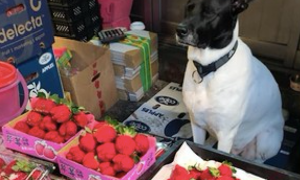 一只狗帮主人卖草莓，卖不出去还愁眉苦脸的：买草莓免费撸狗啦！