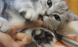 小猫喜欢舔人手是什么原因