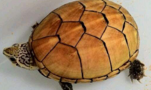 东方蛋龟能长多大