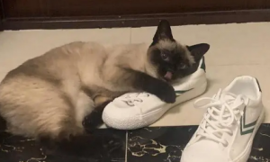 小猫喜欢闻鞋子