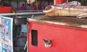 肉摊子的柜子里，从洞口钻出来一只猫咪，这是挂猫头卖猪肉吗？