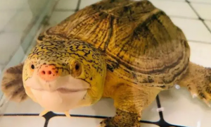 萨尔文蛋龟为什么比墨西哥贵