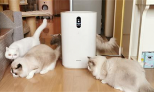 养猫推荐吸毛空气净化器