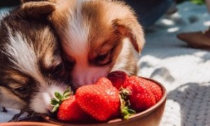 小狗可以吃草莓吗