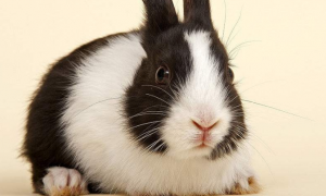 荷兰兔的习性 兔子非常喜爱吃胡萝卜