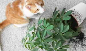 养猫家庭可以养的植物