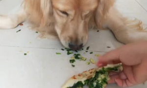 狗能吃韭菜吗为什么