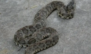 农村常见的灰色的蛇