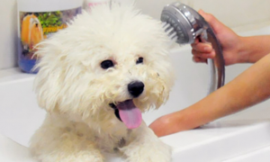 狗洗澡能用人的沐浴露吗