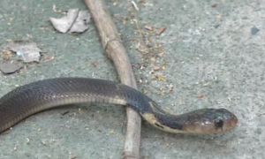 荆州“蛇王”的致富秘诀：养了5000条眼镜蛇！