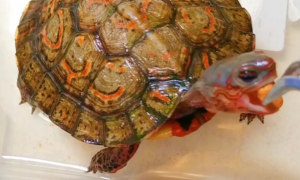 洪都拉斯木纹龟可以冬眠吗