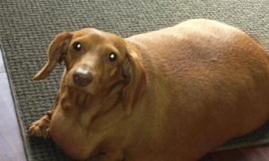 胖胖的腊肠犬为减肥节食，成功减掉了40斤