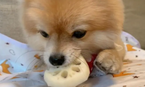 狗能吃藕吗