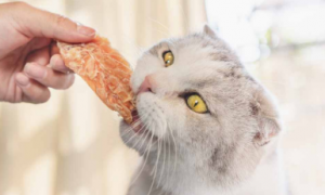 小猫可以吃什么人类食物