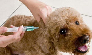 小狗多大可以打疫苗