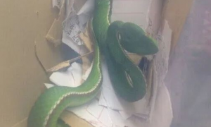 竹叶青蛇是什么蛇有毒吗？