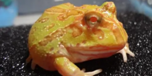 角蛙品种之各类角蛙饲养方式