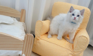 养猫首选什么沙发