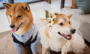 结婚可以带狗狗参加婚礼吗