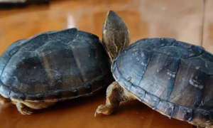 佛罗里达麝香龟和密西西比麝香龟的区别