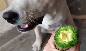 狗能吃苦瓜吗