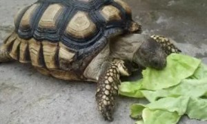 乌龟吃什么食物好养活