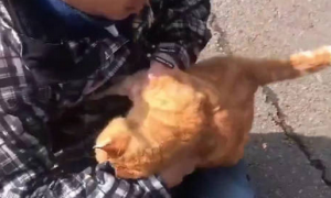 街边发现一只被黏住的橘猫，仔细一看，又好笑又揪心