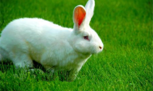 中国白兔会生兔子吗